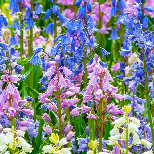 Hyacinthoides Hispanica Mix